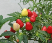Arhīvs: Izstāde “Dārzs. Flora 2012” Ķīpsalā – ikvienam ar „zaļajiem īkšķīšiem”(ARHĪVS)