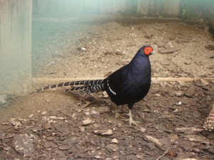 Medibu fazans Medibu fazans