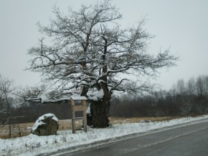 pasakuozolsblome