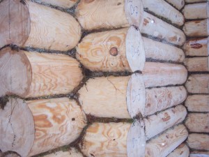 suunu pildijums suunu pildijums