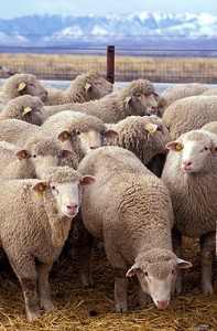 Ovis aries
