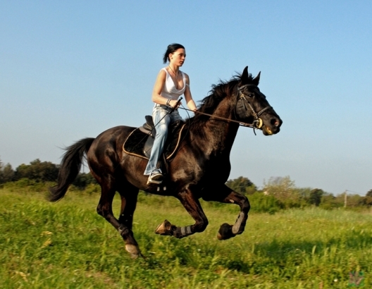 AdventureRide zirgu stallis un izjādes