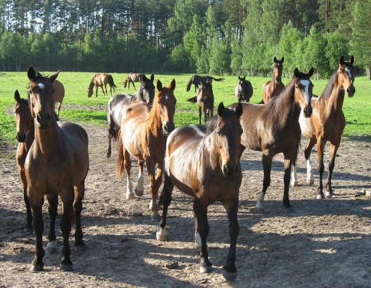 Armanda, lauku jātnieku klubs