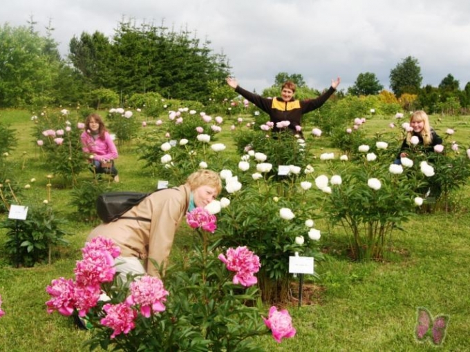 Kalsnavas arboretums PEONIJU kolekcija