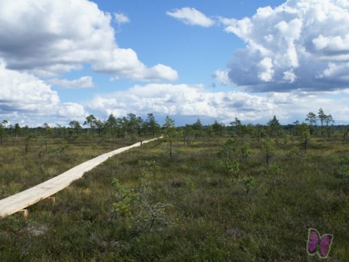 Vasenieku dabas taka Stiklu purvā
