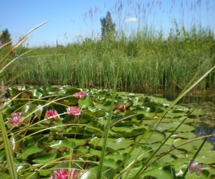 Lielā lieīgošana Auces pusē(ARHĪVS)