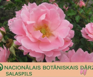 Stādu gadatirgi Salaspilī 2011. gadā(ARHĪVS)