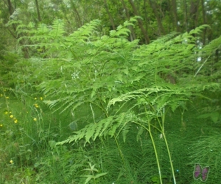 Ielīgošanas pasākums "Jaunie Jāņi 2011"(ARHĪVS)