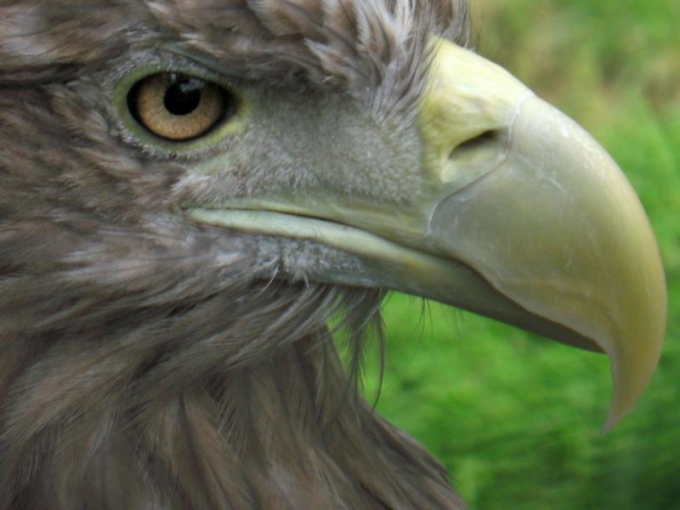 Kalvenes Zoo Cīruļi