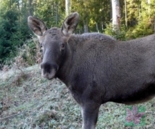 Alnēns Fredis gatavs sagaidit viesus(ARHĪVS)