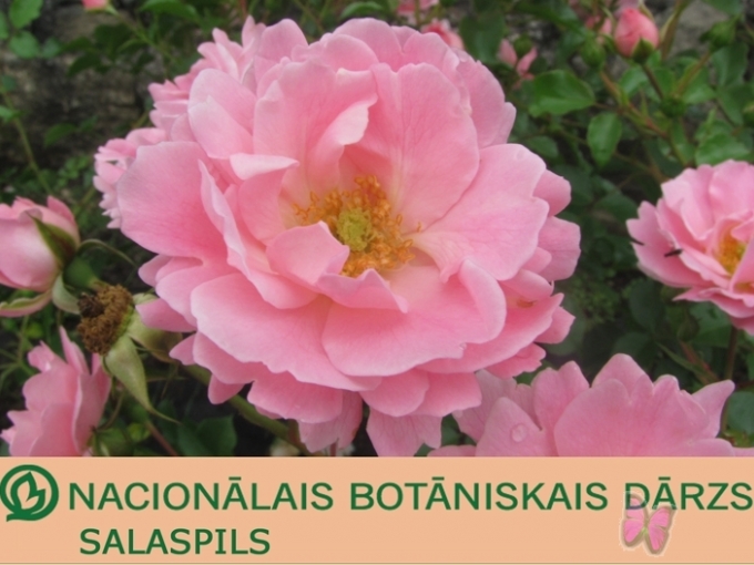 Stādu gadatirgi Salaspilī 2011. gadā(ARHĪVS)