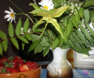 Kupalas svētki Rēzeknē