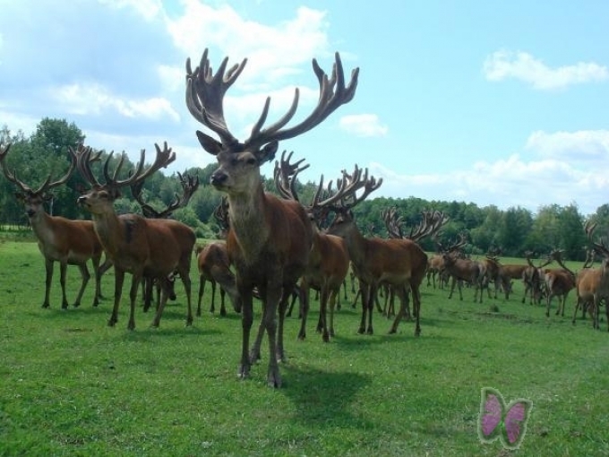 Safari parks Zemitāni