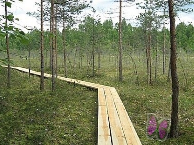 Andrupenes purva taka