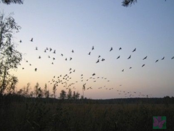 Aicinām uz zosu skaitīšanas vakaru!(ARHĪVS)