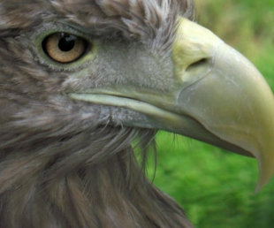 Kalvenes Zoo Cīruļi