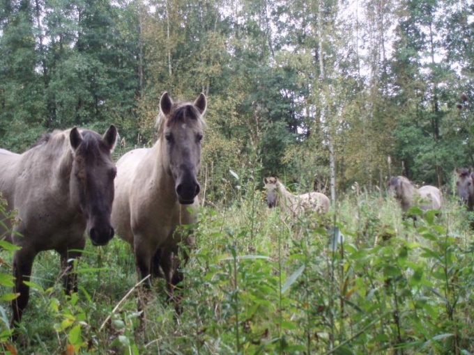 Dabas objekti Liepājas apkārtnē
