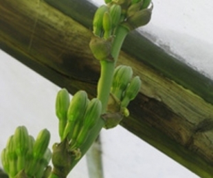 Rets notikums - uzplaucis agaves zieds(ARHĪVS)