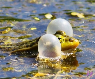 ZAĻĀ VARDE un CITI... Fotoizstāde Slīteres bākā