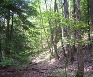 Latvijas dižumi ( Nr. 4- kalni)
