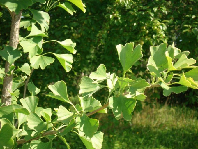 Lēdurgas dendroloģiskais parks