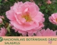 Stādu gadatirgi Salaspilī 2011. gadā(ARHĪVS)