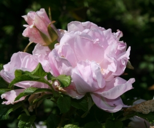 Uzplaukst devītā Ziemassvētku Roze(ARHĪVS)
