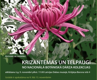 Izstāde „Krizantēmas un telpaugi no Nacionālā Botāniskā dārza kolekcijas”(ARHĪVS)