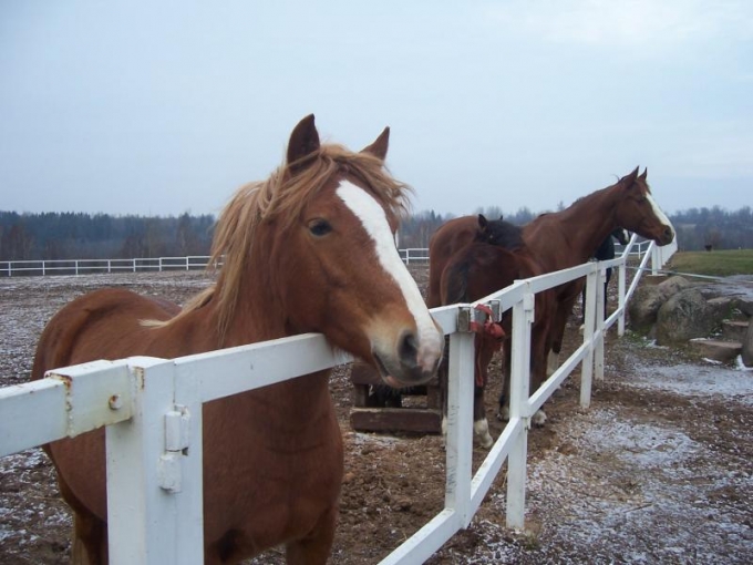 Zirgu sēta "Untumi"