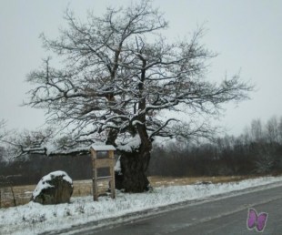 Galminieki ar šķērēm un lāpāmo adatu(ARHĪVS)