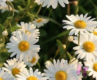 Arī šogad Jāņus varēs svinēt krastmalā(ARHĪVS)