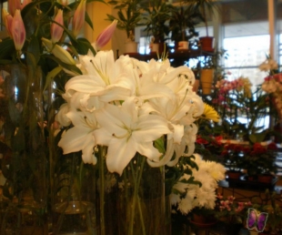 Sēnes kā ziedi? To varēs redzēt tikai Valmierā!(ARHĪVS)