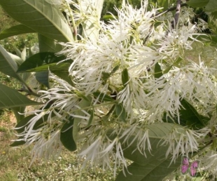 NBD Salaspilī uzziedējis sniegpārsliņu krūms(ARHĪVS)