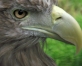 Kalvenes Zoo Cīruļi