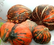 Tradicionālā ķirbju izstāde(ARHĪVS)