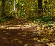 Dabas muzejā skolēnu rudens brīvlaika akcija(ARHĪVS)